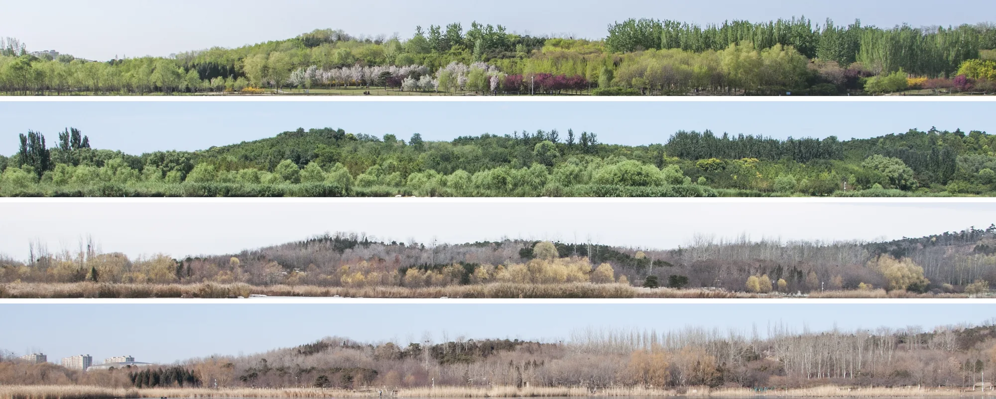 One shoreline of trees in Beijing Olympic Forest Park photographed four times across a year: in spring blossom, in full summer leaf, in autumn colour, and bare in winter.